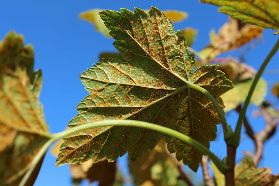 Qora smorodina