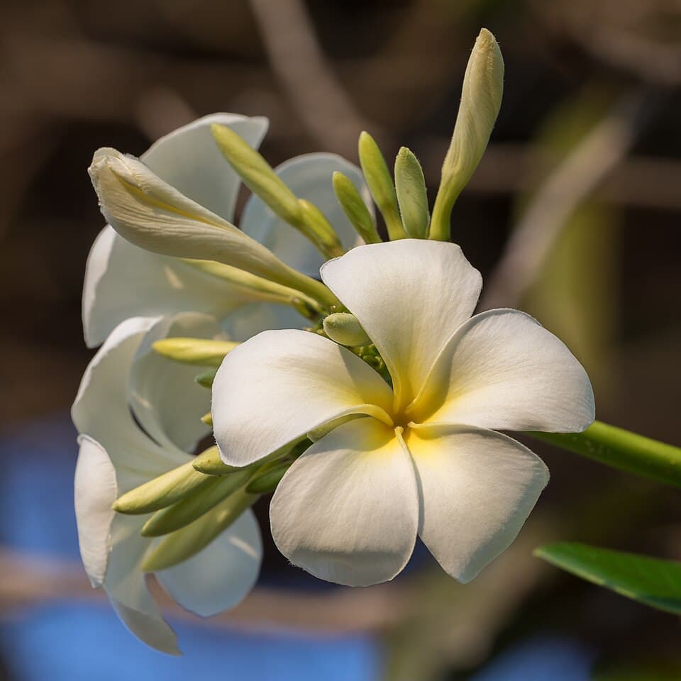 Franjipani