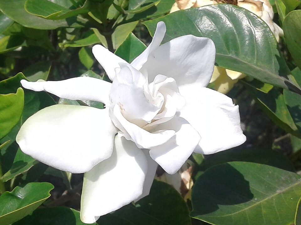Oq gardeniya