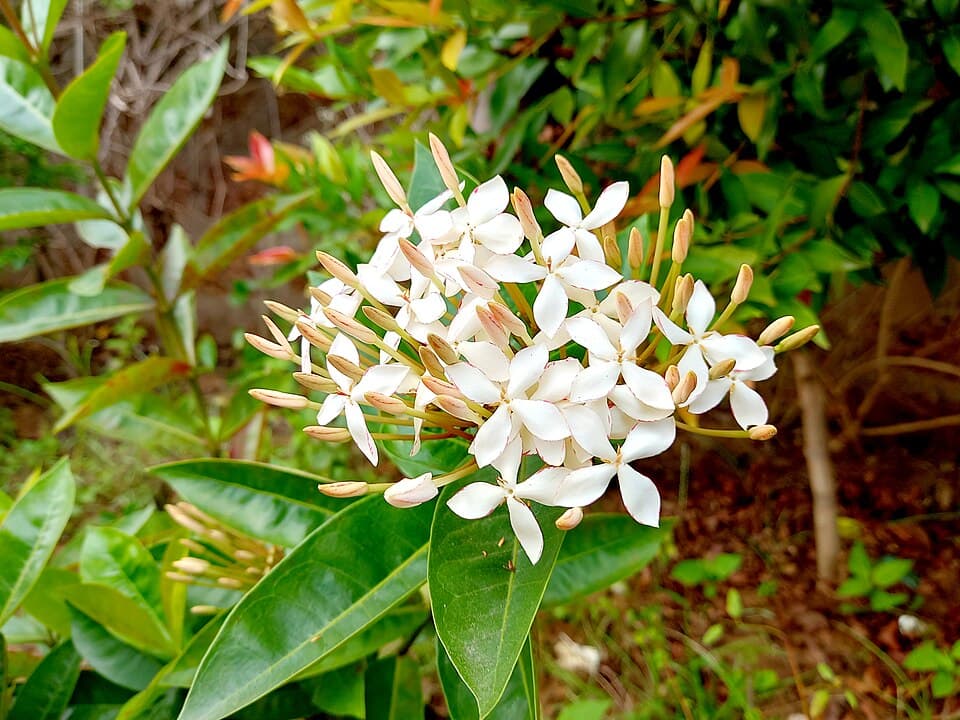 Jasmin