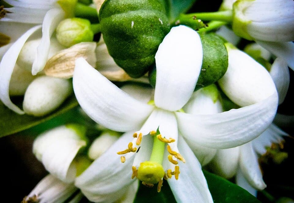 Neroli