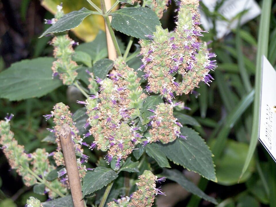 Pachuli